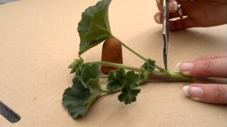 How to take pelargonium(geranium) cuttings