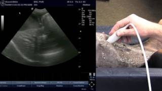 Veterinary Ultrasound Training  Scanning the Liver