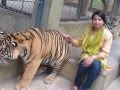 Playing with Royal Bengal Tiger.....