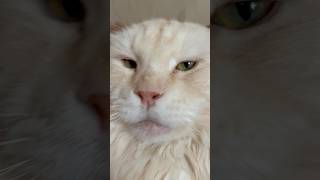 Раздраженный кот ￼