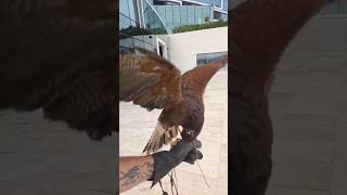 Falcon Attack in Dubai Sky — Crows Scatter in Seconds #shortsfeed #viral #shorts #dubai