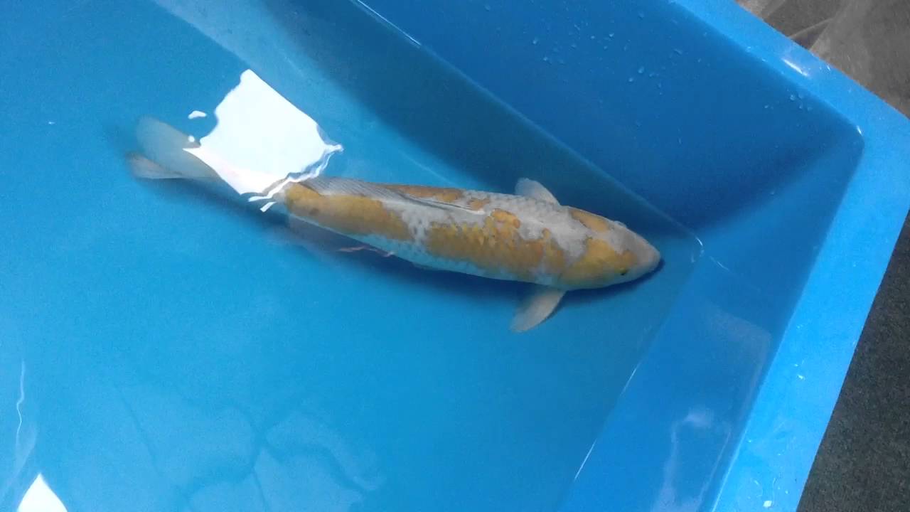 Boddington Koi Ochiba JK16227 YouTube