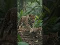 Jungle Survival Fact That Will Shock You 😱🌿 | Viral Wildlife Short📄 #shorts #science #facts