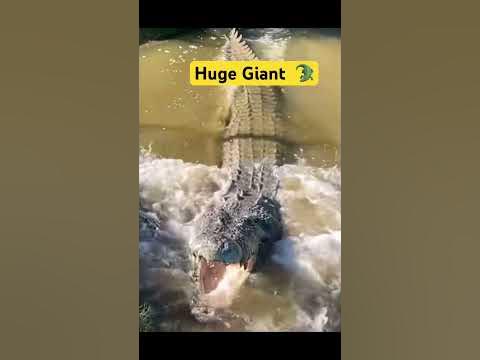 Giant Crocodile - YouTube
