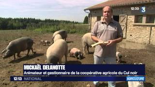 Crise porcine : l'élevage traditionnel pour éviter les déboires