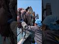 驚愕の巨大生物襲来!#shorts #amazing #fisherman