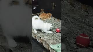 नाचती हुई बिली 😻ll#funnycats #shorts #reels#catvideos