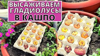 Высаживаем ГЛАДИОЛУСЫ в кашпо. Формируем миксы с цветами