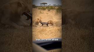 Worlds Most Fearless Animal