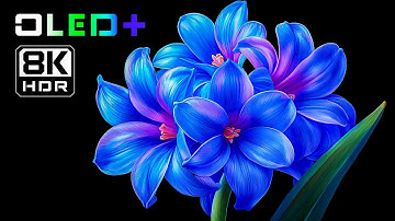 OLED DEMO - Beautiful Blossoming Flowers in 8K HDR | Dolby Vision™