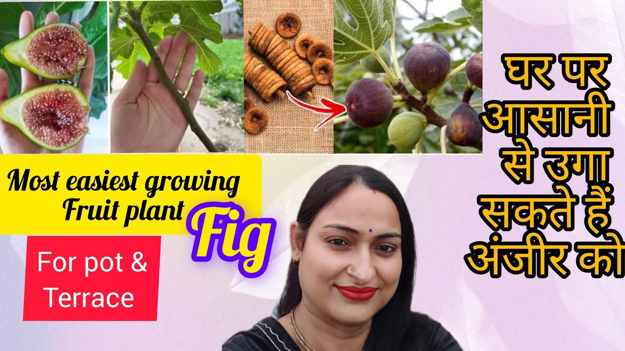 Most easiest growing fruit plant fig/ घर पर आसानी से उगा सकते हैं अंजीर को