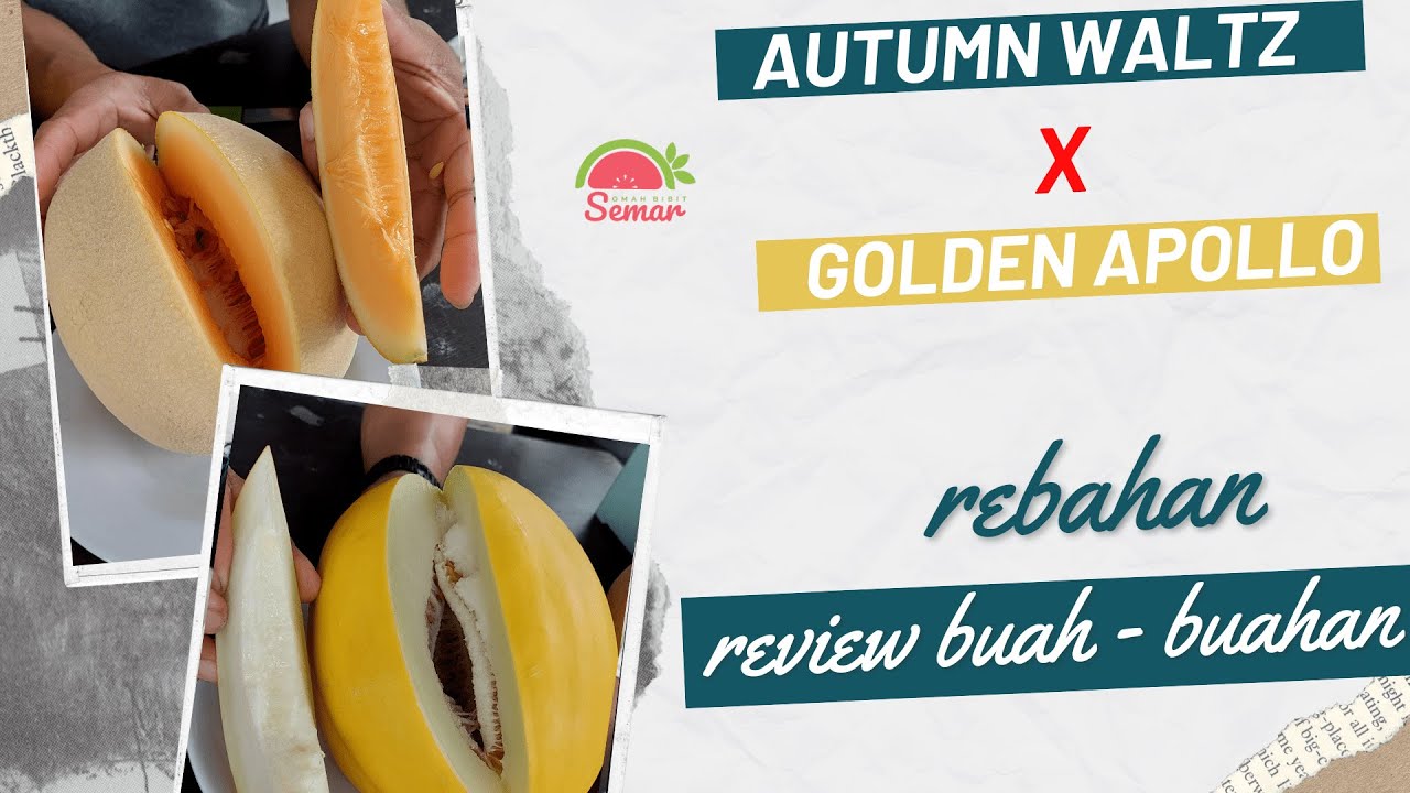 MELON UNGGUL !! AUTUMN WALTZ X GOLDEN APOLLO | NYATA MANISNYA - YouTube