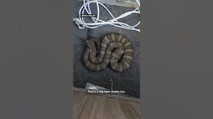 Terrified Aussie finds one of the world’s deadliest snakes next to her bed