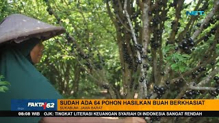 Berawal Dari Hobi, Seorang Nenek Tekuni Budidaya Buah Anggur Brazil Hingga Hasilkan Cuan - Fakta  62