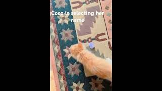 Coco is selecting her name #viralvideo #cats #youtubeshorts #earrings #kittens