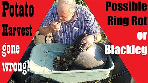Second early Potato harvest DISASTER - suspected Ring Rot or Blackleg