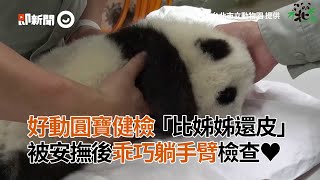 好動圓寶健檢「比姊姊還皮」被安撫後乖巧躺手臂檢查♥
