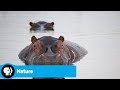 Hippo Behavior and Characteristics