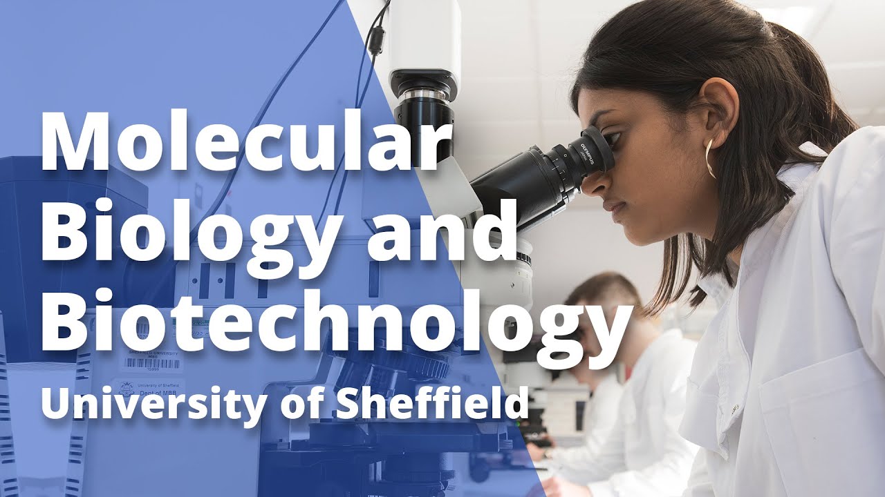 Molecular Biology and Biotechnology University of Sheffield YouTube