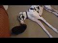 Petsmart tried to kill my dog... Petsmart tried to kill my dog...