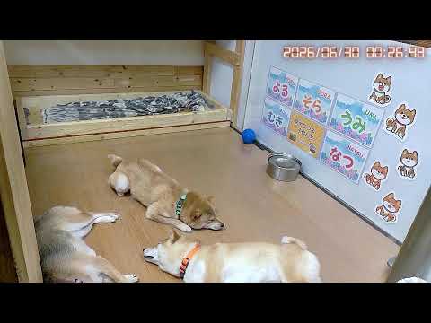 なつママ少し遅れてヒート｜なつファミリーLIVE配信【1歳＋290日】