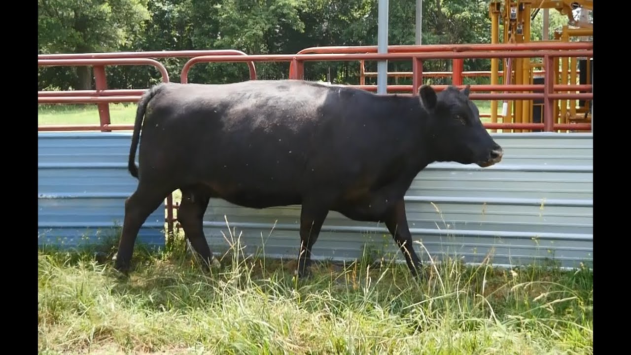 Beef Quality Assurance Tips Body Condition Score 6 YouTube