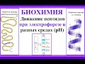 Движение пептидов в электрофоретическом поле при разных рН. Биохимия.