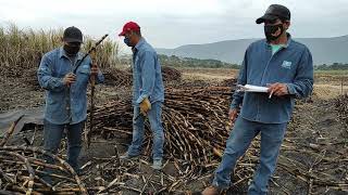 Cultivando caña de Azúcar en el estado de Morelos(Muestreo de impurezas)
