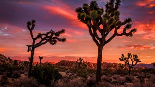 Aesthetic Video Vol. 22: Desert Sunsets