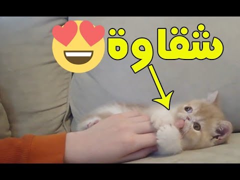 فيديو: قطة على الأريكة