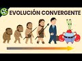 ¿Por qué TODO Evoluciona en un CANGREJO? 🦀