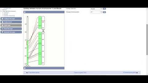 How to view Synteny  using ENSEMBL Genome Browser
