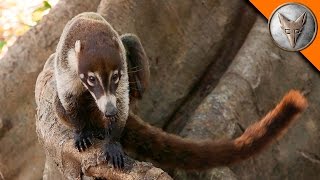 Coatimundi Hangs Out with Coyote!