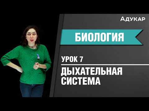 Дыхательная система человека| Биология ЦТ, ЕГЭ