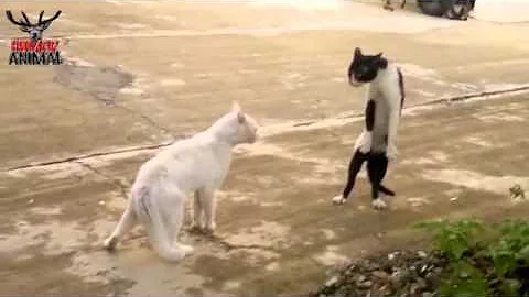 El gato de Michael Jackson /Bad