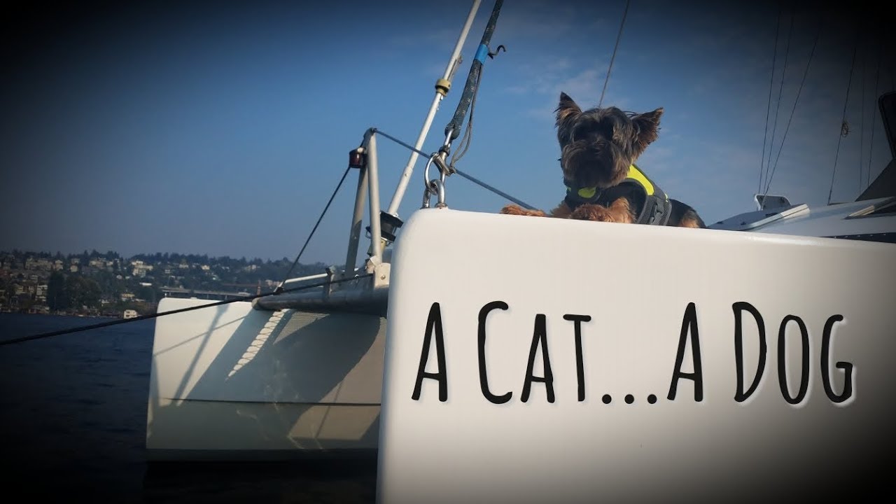 Kid’s Perspective: Raising a Dog on our Catamaran
