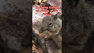 Ardilya (Squirrel) Eating Peanuts 🥜A closer look 🥹