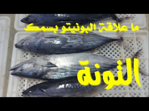 ج 1 سمك البونيتو وأنواعه وعلاقته بسمكة التونة