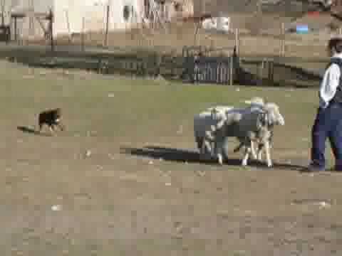 Belatar's Glow "Ben" kelpie puppy herding