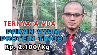 Selamat Tinggal Pakan Pabrikan | Solusi Terbaru Pakan Alternatif Protein Tinggi