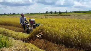 Máy cắt lúa xếp dãy 5 Minh lh 0353018514