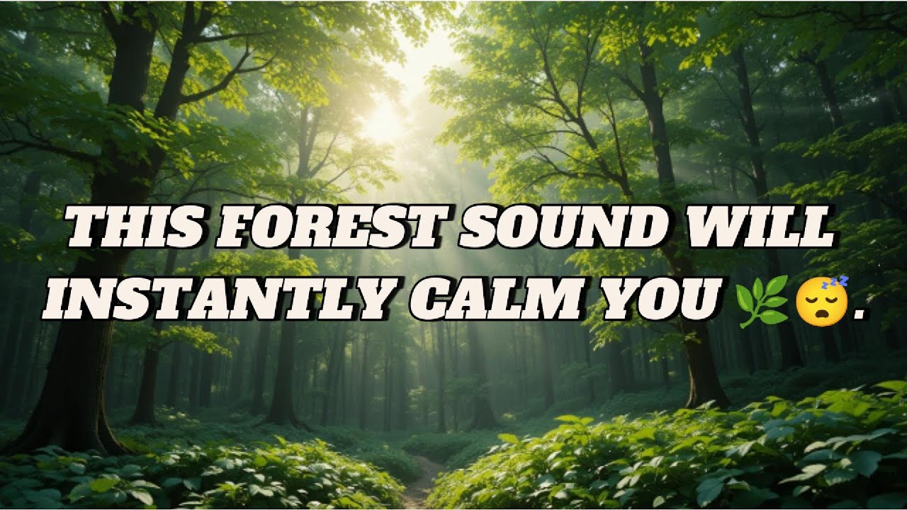 Forest Breeze and Leaves Soundscape