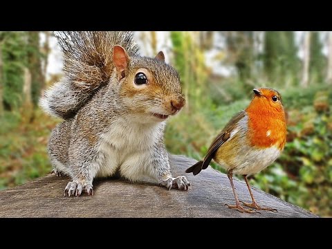 Video for Cats - Squirrel and Robin Fun