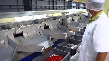 Processing and sorting line for Rubin Tomatoes - UNITEC