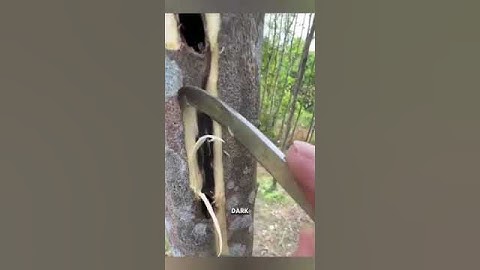 This is how OUD is made #fragrance #oud #fyp