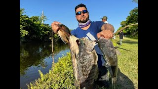 Sorprendo Grandes Tilapias Atrapadas En Pequeño Arroyo