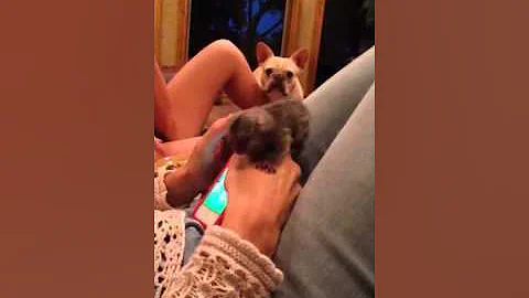 Gizmo