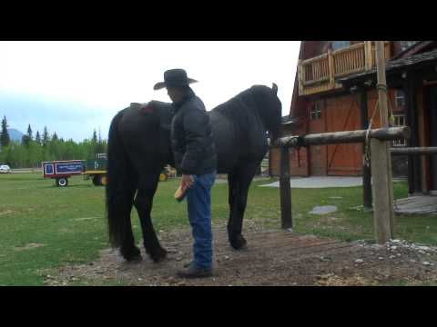 Video: Elämä Calgary Stampede Ranch - Matador -verkostossa