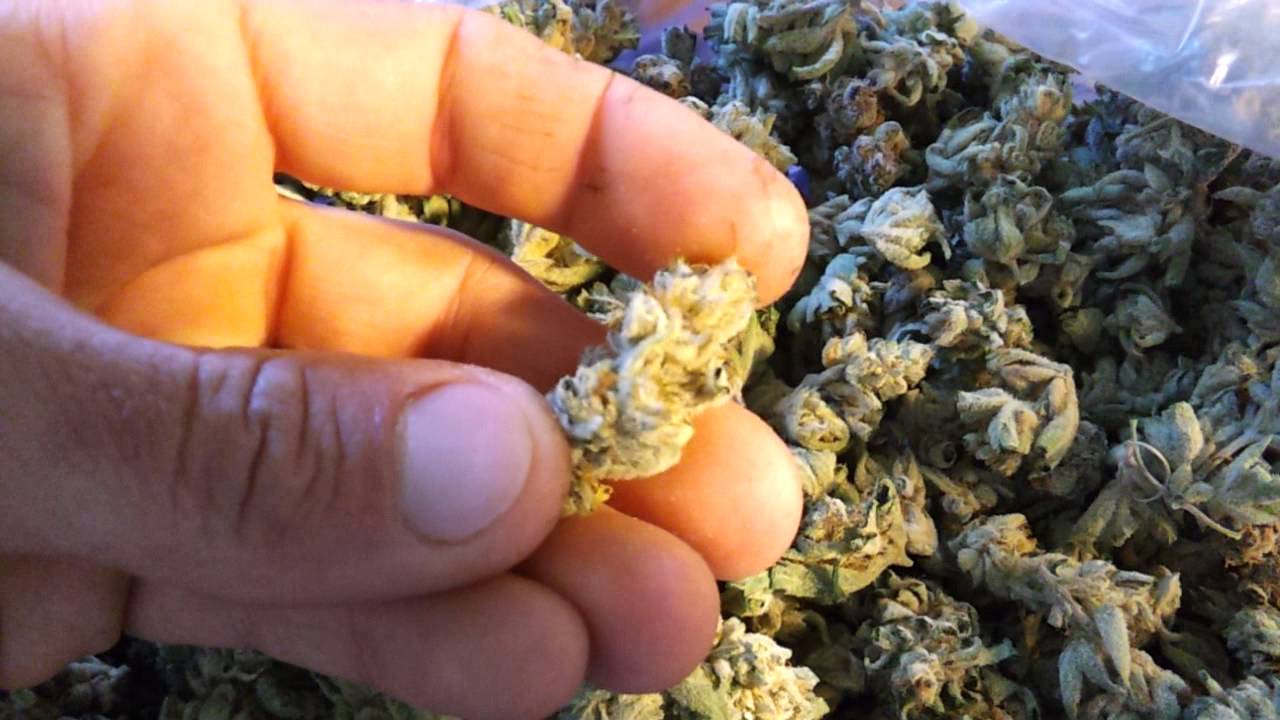 Chem 4. And girlscout cookies