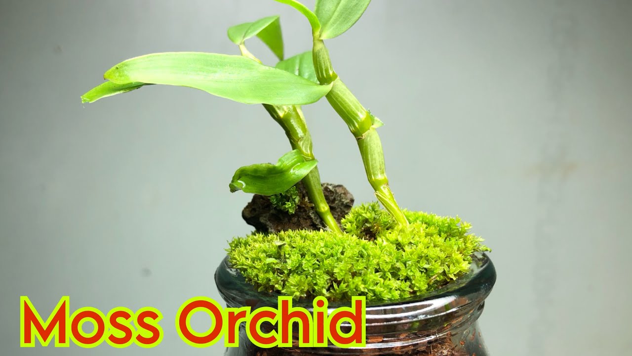 Repotting Orchids in sphagnum moss ONLY (the RIGHT way) 👍 